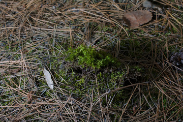 forest moss with a beautiful Christmas tree needles green