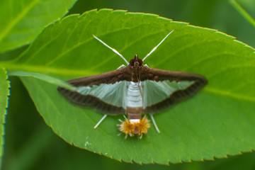 moth with flower tail