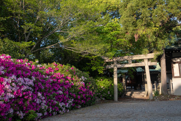 Fototapeta na wymiar Someiyoshino Somei-Yoshino Cherry Blossom at Daigoji Temple Daigo-ji in Kyoto, Japan