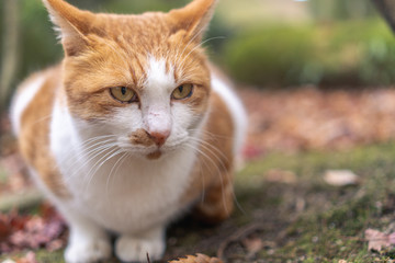 かわいい猫の日常