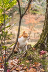 かわいい猫の日常