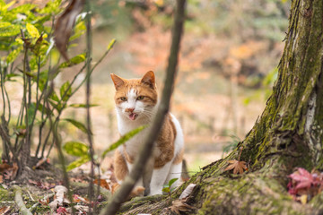 かわいい猫の日常