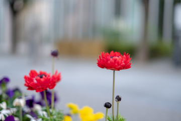 Flower bed. Flowerbed, green red Kobe Japan
