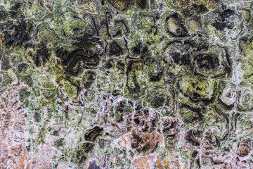 Moss stains on cement walls