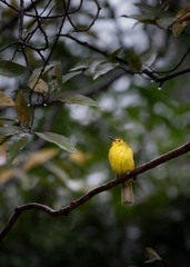 Shot of a yellow browed Bulbul bird from the Sahyadri mountain range of India