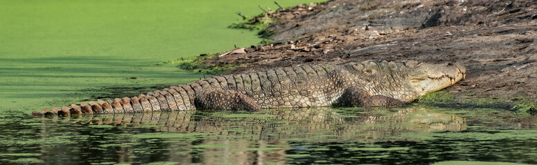 Mugger Crocodile (Crocodylus palustris), Udawalawe National Park, Sri Lanka