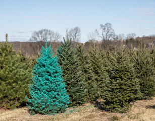 Decorating Christmas Tree Photos Royalty Free Images Graphics Vectors Videos Adobe Stock