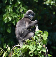 Beautiful leaf monkey sitting in a tree in the jungle