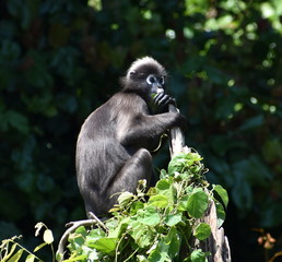 Obraz premium Cute langur monkey sitting at the top of a tree in the jungle