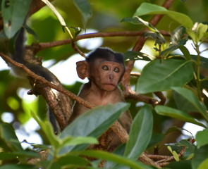 Cute baby macaque monkey sitting in a tree in the jungle