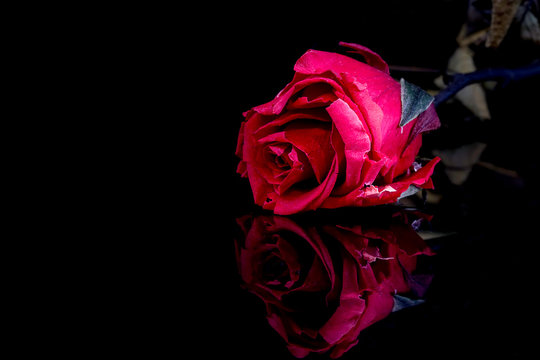 Red rose on a black background with reflection.