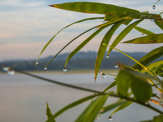 Dew on the top of bamboo leaves