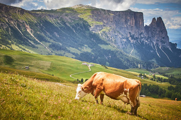 Beautiful view of the mountains with cows, clouds and houses