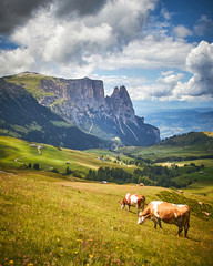 Fototapeta na wymiar Beautiful view of the mountains with cows, clouds and houses