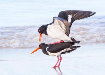 Pied Oystercatchers Mating