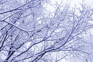 Snow-covered tree branches. The woods after a snowfall. Tinted photo in blue.