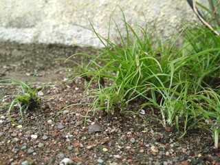 grass in the sand