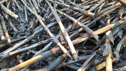 Corn stalks are piled up and burned as natural fertilizer when entering the rainy season and planting changes
