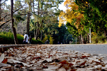 落ち葉が積もった道の側に黄色く色づいた高木がある初冬の公園風景