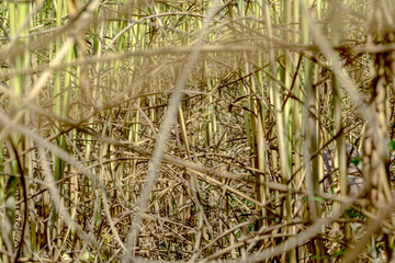 Rice stubble in field from Thailand.