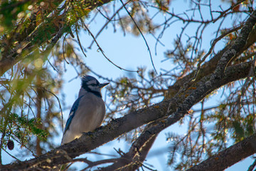 Blue Jay Perched in an Evergreen Tree