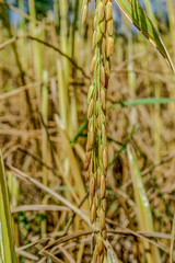 The ears of rice and the paddy kernels that are ripe and ready to harvest.