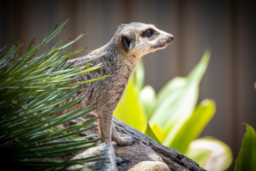 Meerkat