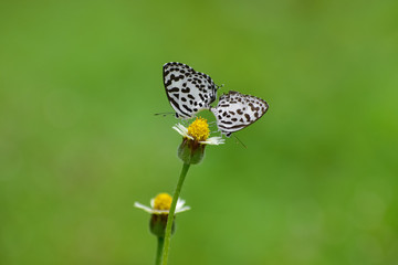 Two common pierrot butterflies during mating on a tridax flower. Natural background. Lovely pair.