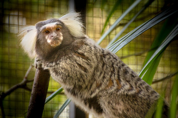 Common Marmoset