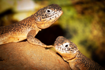 Lizards