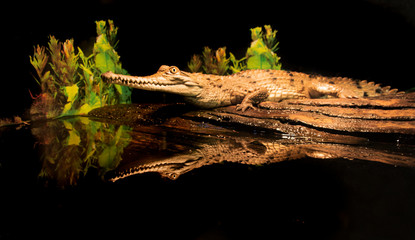 Dwarf crocodile