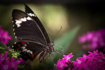 Swallowtail butterfly