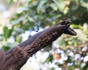 Wildlife of Kanha and Bhandhavgarh National Parks