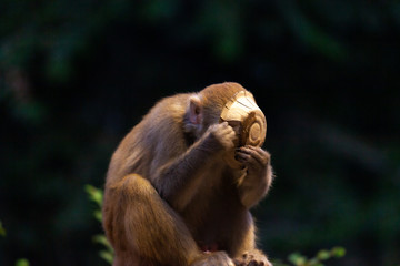 A monkey eating from a plate he just stole from a man in Rishikesh, India