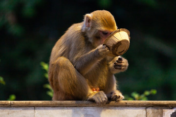 A monkey eating from a plate he just stole from a man in Rishikesh, India