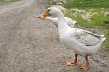 Beautiful white geese walk on a country road.