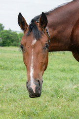 Obraz premium The head of a young red horse