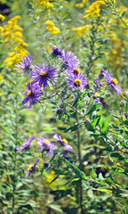 Wildflowers; purple asters and goldenrod.