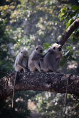 Wildlife of Kanha and Bhandhavgarh National Parks