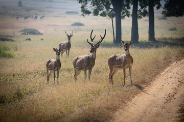 Wildlife of Kanha and Bhandhavgarh National Parks