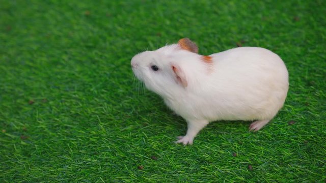 Guinea pigs mouse are eating food and running on the lawn.