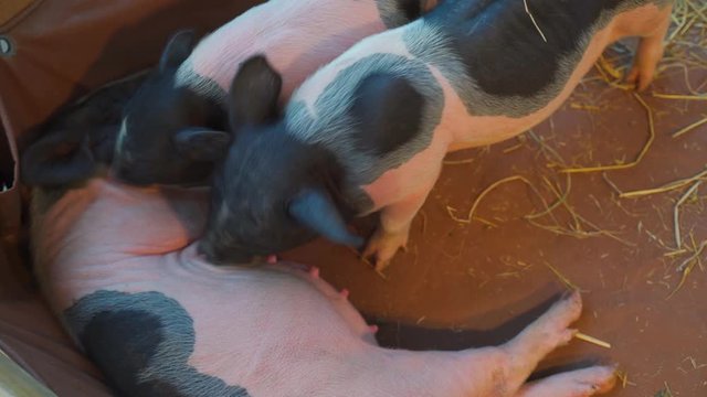 Piglets are sucking the mother's breast to drink milk in the farm.