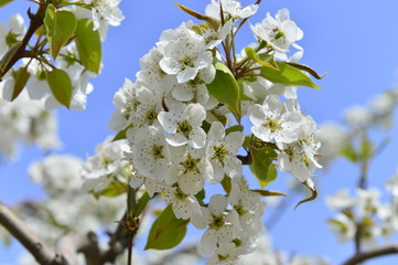 Pear flower in full bloom in spring
