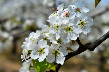 Pear flower in full bloom in spring