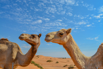 Obraz premium Arabian Camel (Camelus Drimedarius) in the desert of the United Arab Emirates of Western Asia.