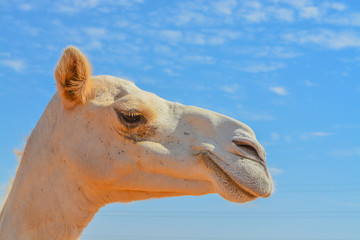 Arabian Camel (Camelus Drimedarius) in the desert of the United Arab Emirates of Western Asia.