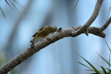 The outdoor fringillidae birds in the park