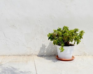 small plant against a white wall under the sun
