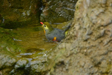 The outdoor fringillidae birds in the park