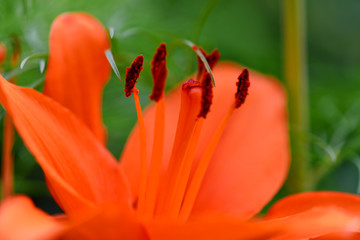 Lily. Close-up of an orange Lily flower. Macro horizontal photography
